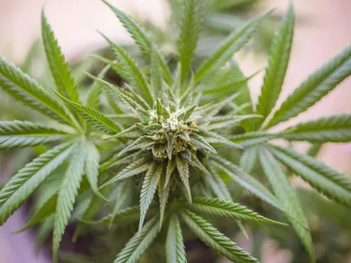 Plus de 100kg de cannabis saisis à Dreux