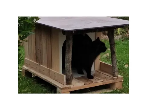 Hangard dans la Somme alerte sur la prolifération des chats errants