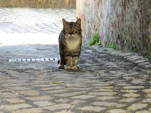 La préfecture de l'Oise veut lutter contre la propagation des chats...