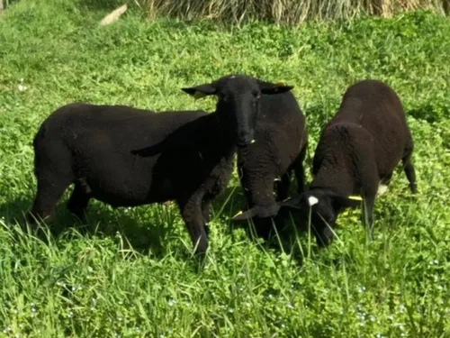 Des moutons ont investi le pré des Fontaines à Jouars-Pontchartrain !