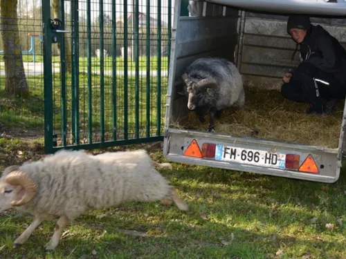 Après un hiver à Meaux, des animaux sont de retour à...