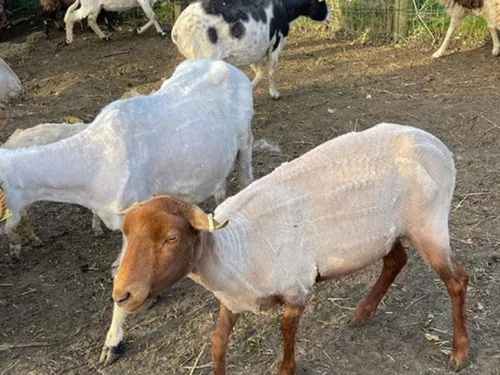 Au tour de Claye-Souilly d'accueillir des moutons 