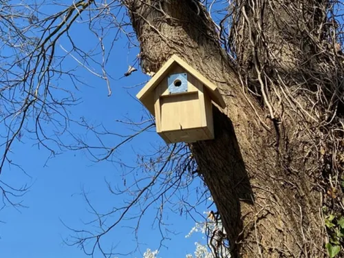 Beynes compte sur l'aide d'oiseaux contre un nuisible 