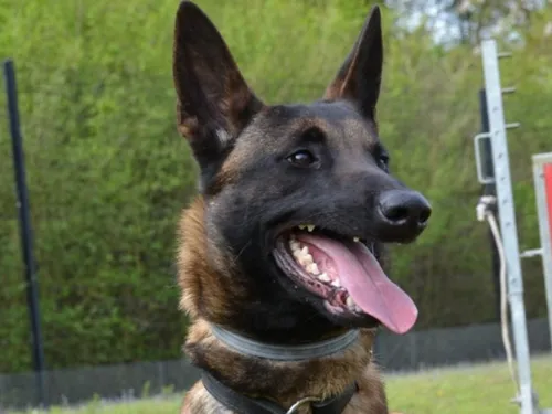 Un « Raptor » chez les policiers de Seine-et-Marne 