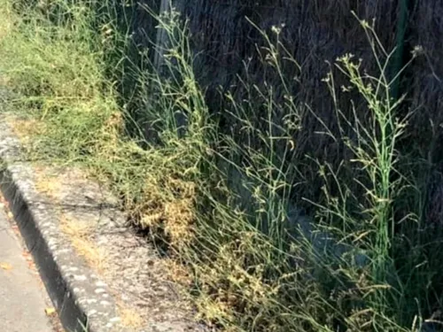 Maintenon rappelle aux habitants leur devoir d'entretenir devant...