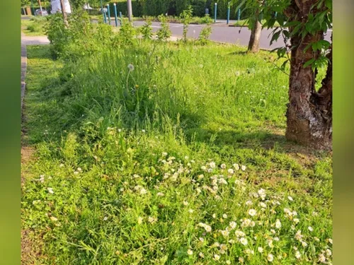 Les espaces verts de Chanteloup-en-Brie se métamorphosent petit à...