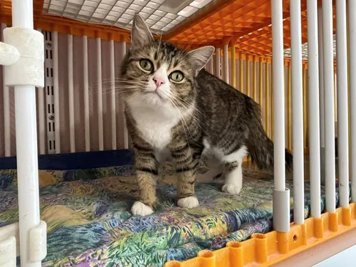 Les refuges déjà pleins à cause des abandons dans les Hauts de France