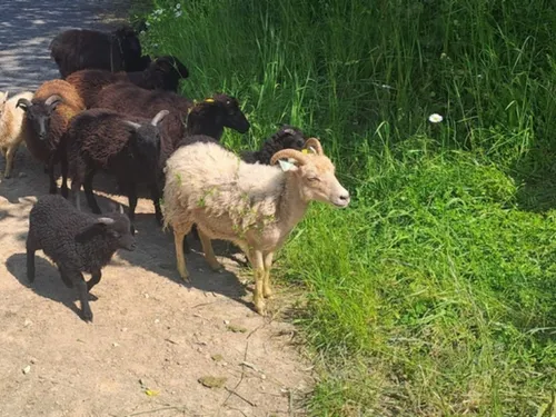 Les animaux reviennent en force à Crégy-lès-Meaux 