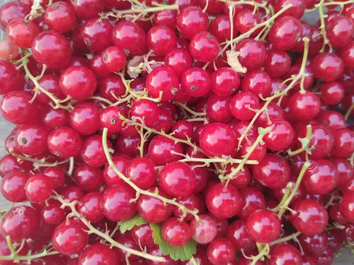 Lutte pour le climat rime avec gourmandise à Liancourt 