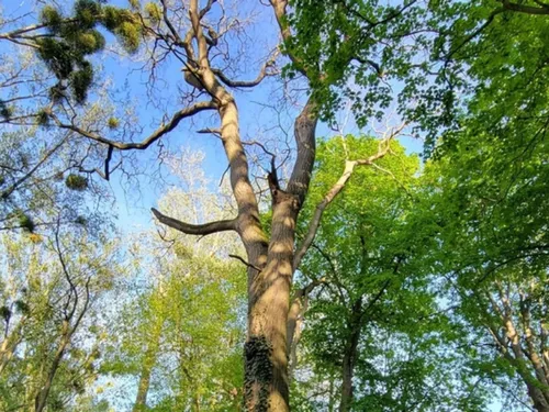 Une partie du parc de Verberie interdit au public cette semaine 