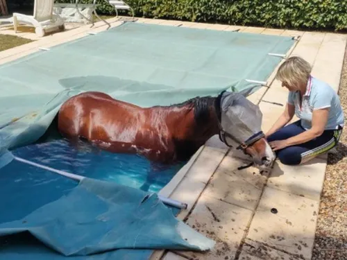 Insolite : un cheval tombe dans une piscine à Crépy-en-Valois