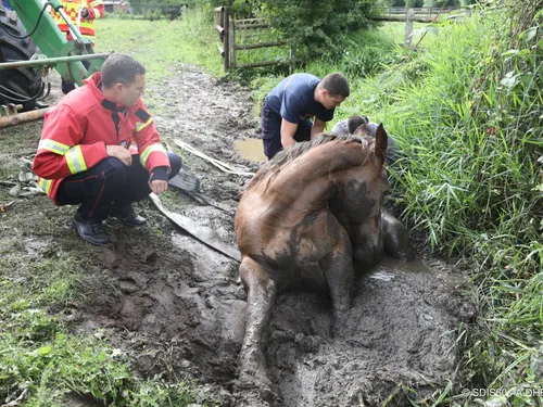 Les pompiers ont sauvé la vie d'une jument à Trie-Château