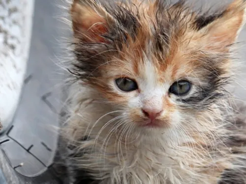 Cinq chatons de moins de trois semaines abandonnés près d'Abbeville
