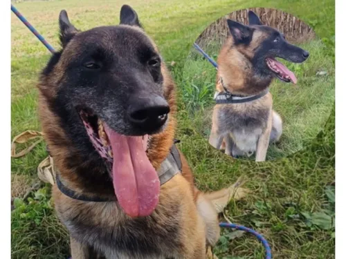Ce chien des policiers de Seine-et-Marne cherche un foyer pour y...