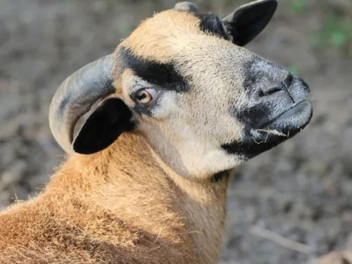 Un élevage eurélien recherche ses deux moutons 