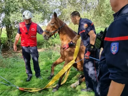 Un cheval sauvé par les pompiers à Lachapelle-aux-Pots