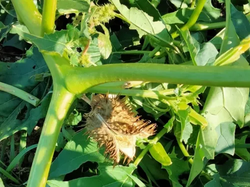 La datura, plante hallucinogène et mortelle, repérée à Freneuse