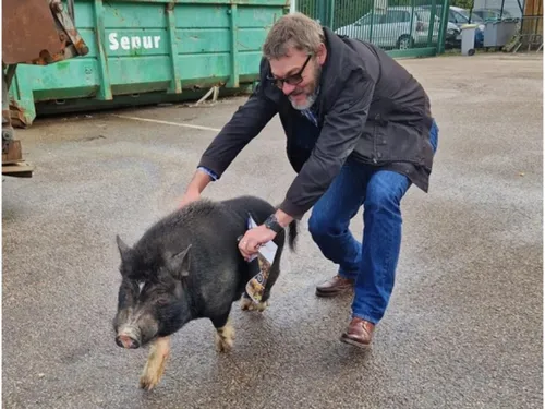 Les sauvetages d'animaux se suivent et ne se ressemblent pas à...