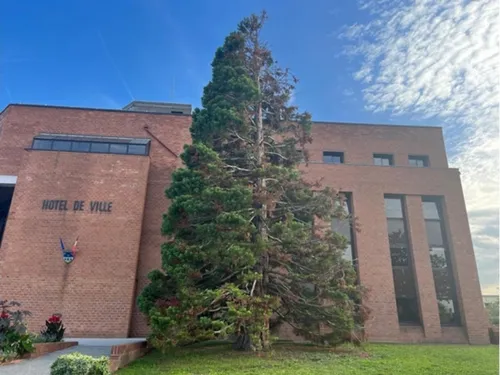 L'impressionnant sequoia de Limay va être abattu 