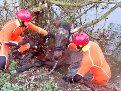 Un cheval sauvé des eaux par les pompiers de l'Oise