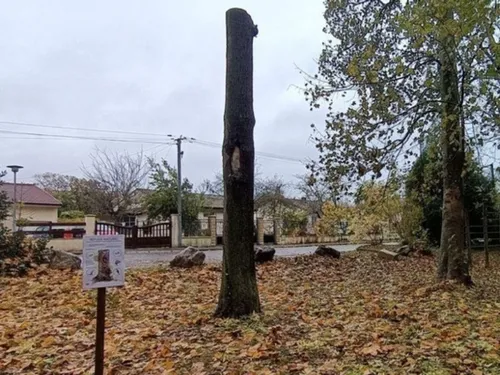 Villenoy n'a pas honte de ses troncs d'arbres « nus »