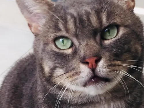 Le conseil municipal des enfants soutient la cause des animaux à La...