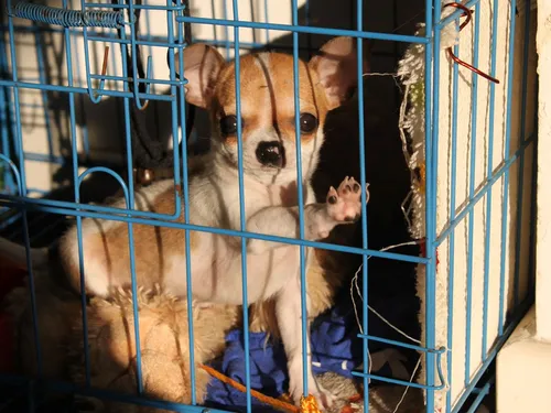 Savigny-le-Temple : 23 chihuahuas évacués d'un appartement insalubre 
