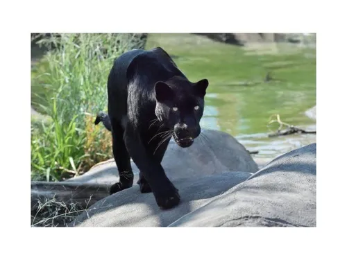 Zuma a quitté la Seine-et-Marne