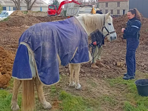 Les gendarmes yvelinois stoppent la vadrouille d'un cheval 
