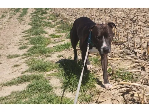 Un chien errant devient la mascotte de Chevannes