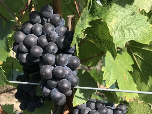 Un vigneron de Chelles distingué par un grand guide