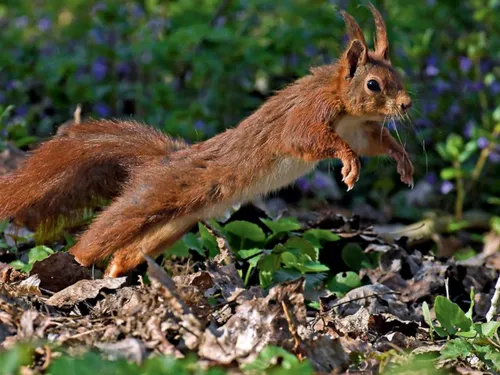Une « autoroute pour écureuils » voit le jour à Voulangis