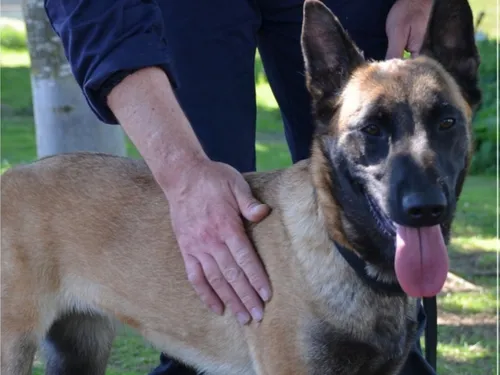 Une recrue pas comme les autres chez les policiers seine-et-marnais