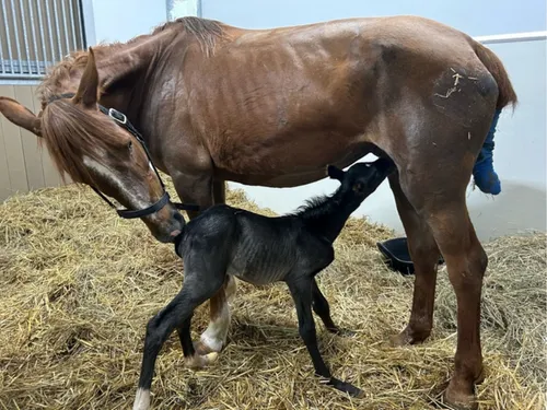 Nogent-le-Phaye : des salariés du zoo-refuge la Tanière dénoncent...