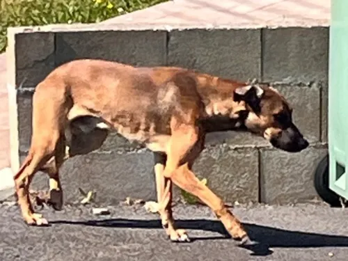 Les habitants de Lizy-sur-Ourcq font tout pour retrouver « Filou »