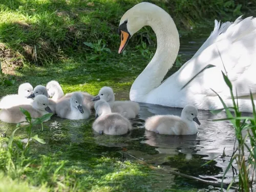 Huit « nouveaux-nés » dans le parc du conseil départemental de l'Oise 