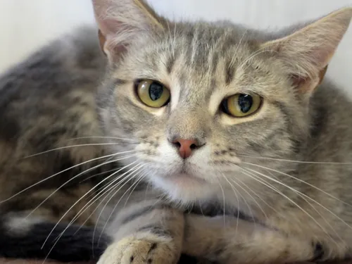 Yvelines : une situation « catastrophique » à la SPA