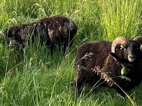 Eure-et-Loir : des béliers chez les pompiers
