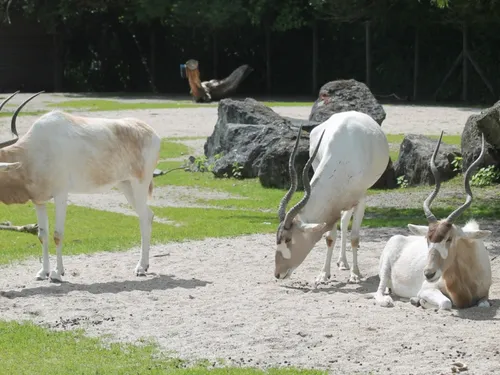 Le Zoo d’Amiens risque-t-il de fermer ses portes ? 