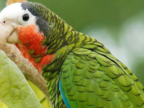 Essonne : la fin d'un trafic d'oiseaux protégés après un an d'enquête