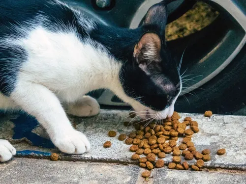 Le Clermontois lutte contre les rats