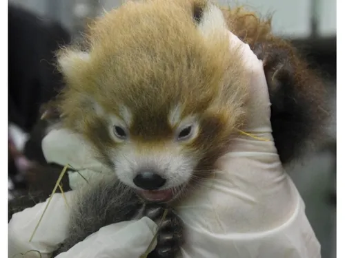 Un panda roux est né au zoo d’Amiens