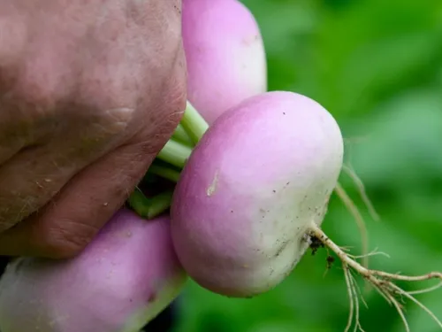 De nombreuses options pour manger local dans Saint-Quentin-en-Yvelines