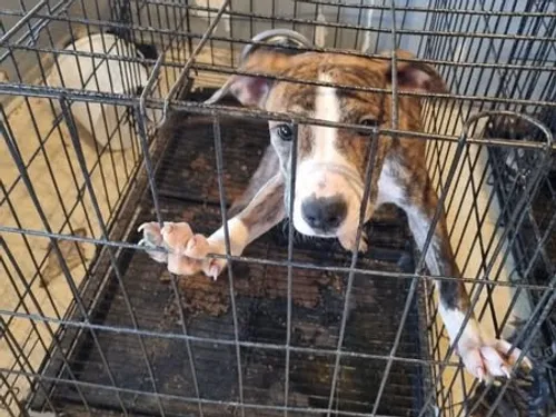 Un élevage clandestin de chiens à Savigny-sur-Orge