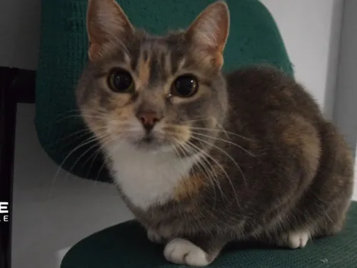 Beauvais : « Police », le chat mascotte du commissariat, va mieux