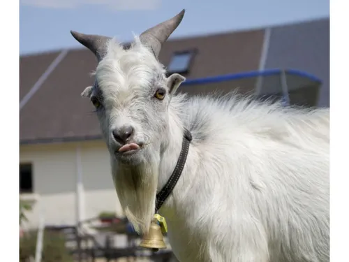 Tout au nord-ouest de l’Oise, « La Bikette » de Romescamps continue...