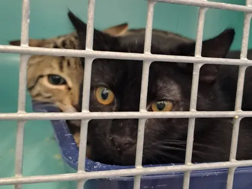 À Poulainville, le refuge et dispensaire de la SPA cambriolé