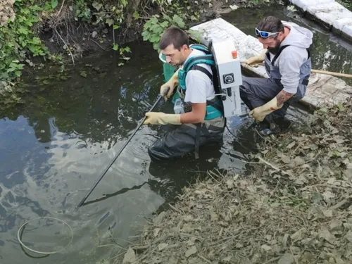 Les poissons « déplacés » pour leur bien dans la Vallée dorée