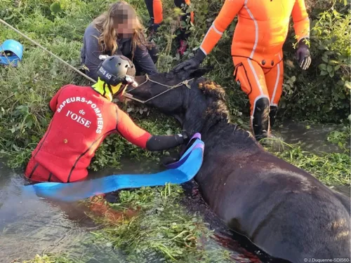 Une jument sauvée d'une mort certaine par les pompiers de l'Oise 