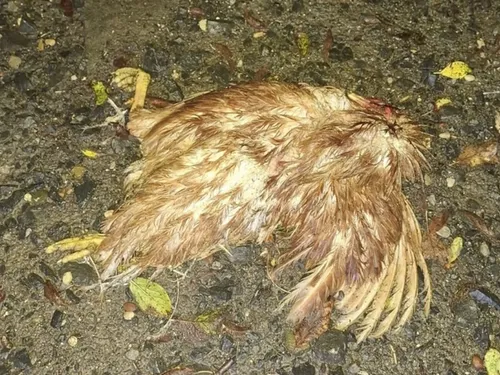 Appilly : des dizaines de volailles massacrées la nuit